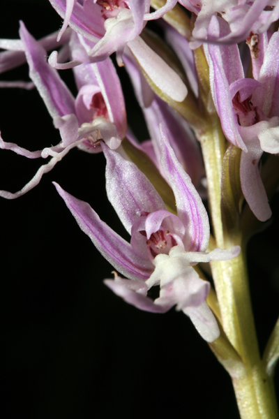 Orchis italica